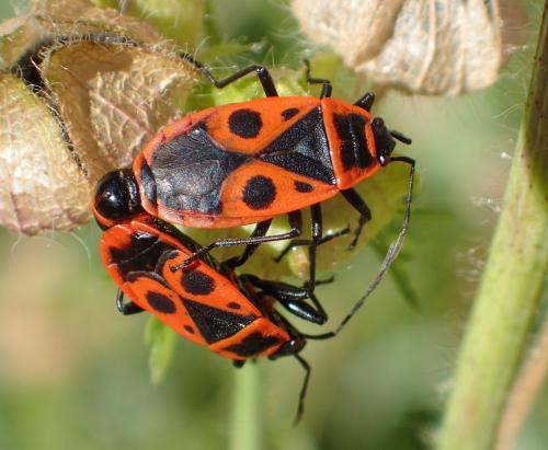 Réf. 236 611 : Pyrrhocoris apterus